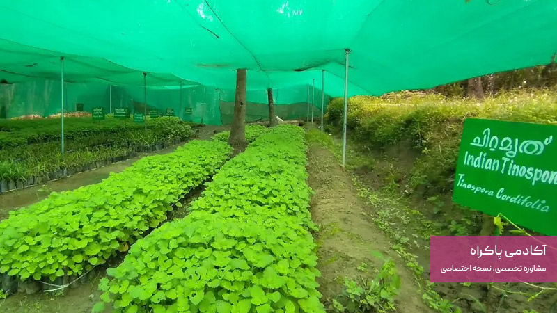 فضای مورد نیاز برای کشت گیاهان دارویی