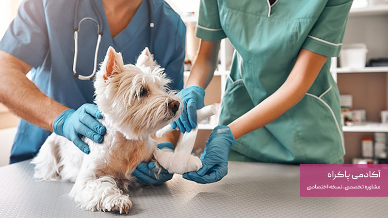دامپزشک کلینیک حیوانات کوچک؛ از مشاغل رشته دامپزشکی