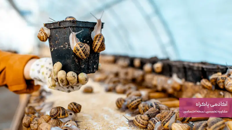 فضای موردنیاز برای پرورش حلزون