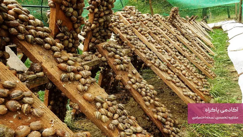 نگاهی بر کسب و کار پرورش حلزون