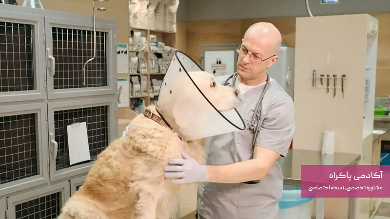 بررسی شغل‌های رشته دامپزشکی