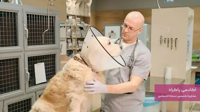 بررسی شغل‌های رشته دامپزشکی
