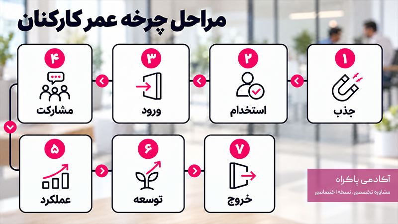 مراحل چرخه عمر کارکنان